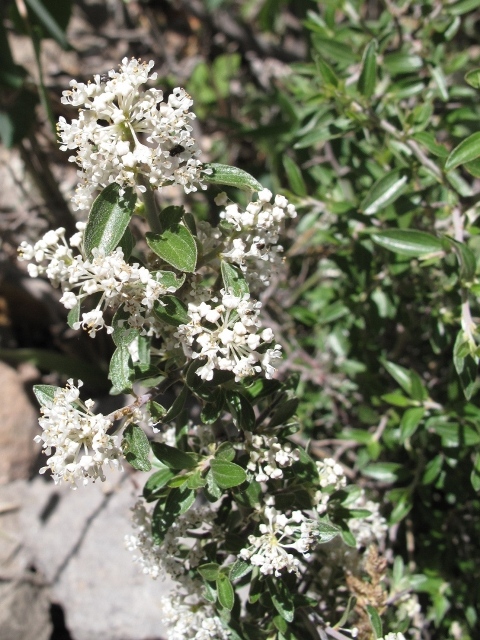 Ceanothus fendleri